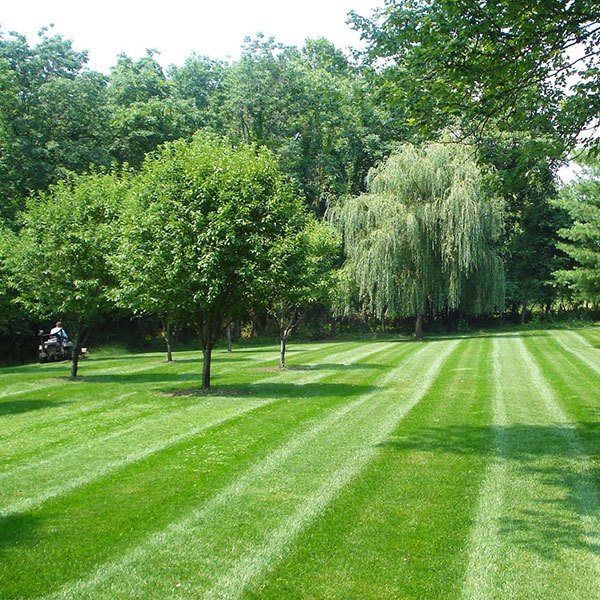 striped lawn